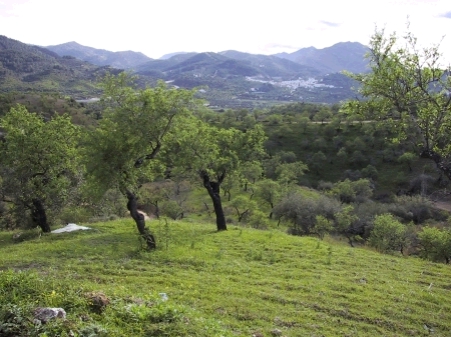 Flat area of plot
