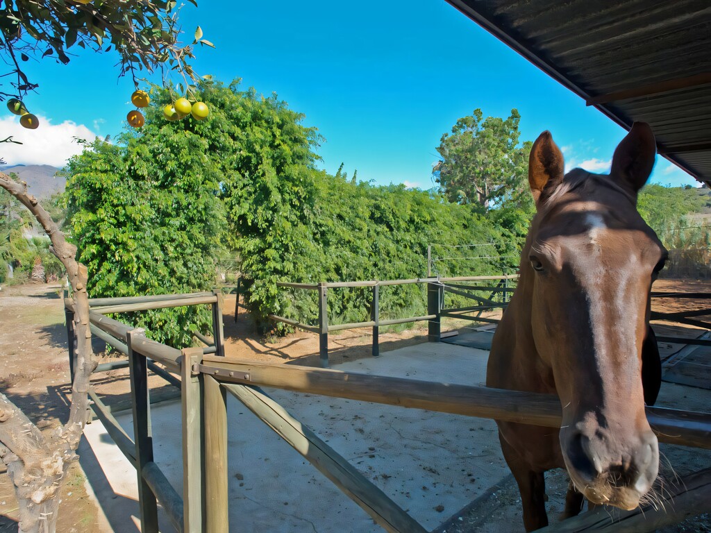 Finca Oasis, Guadalobon Estepona (9)