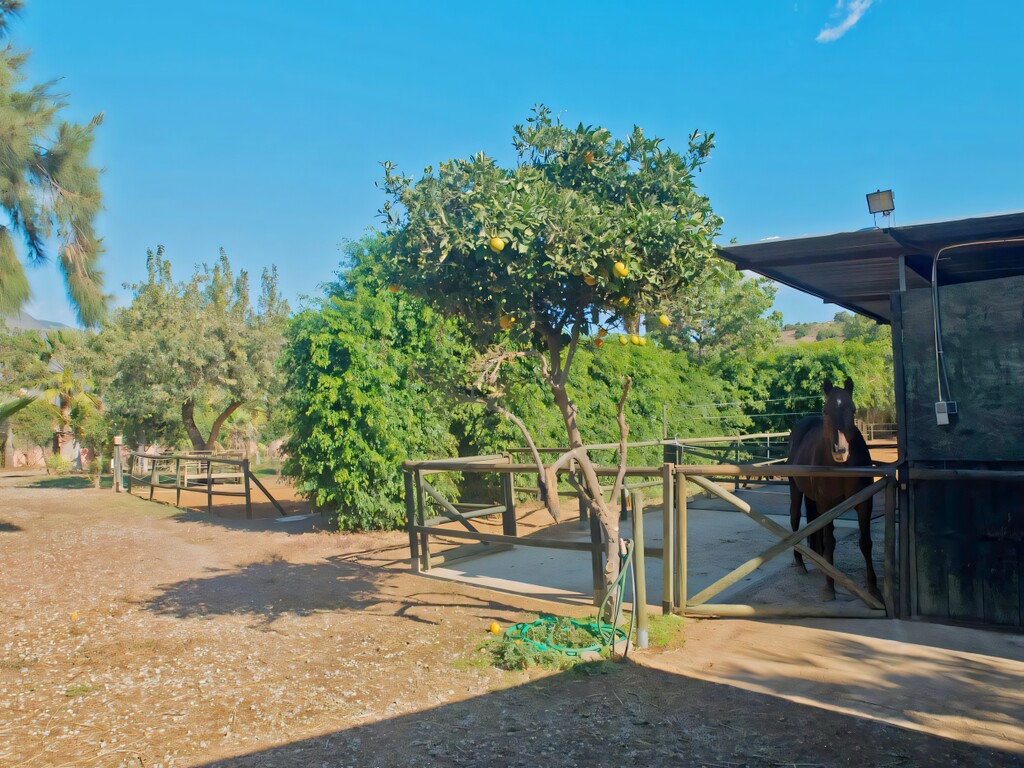 Finca Oasis, Guadalobon Estepona (30)